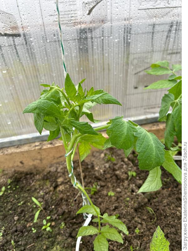 Взгляните наверх и нижние листы