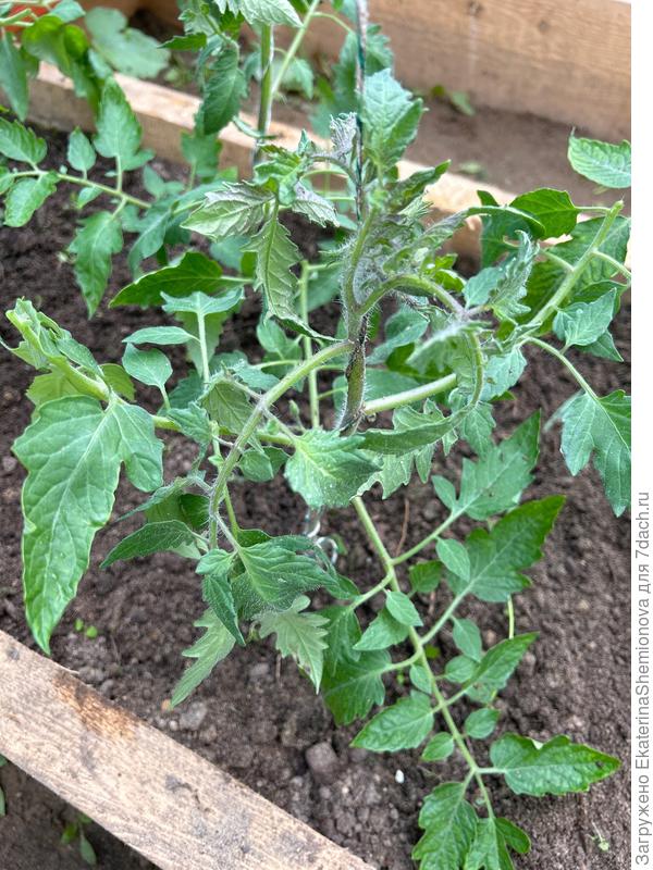 Начал жировать листья на треть обрезала