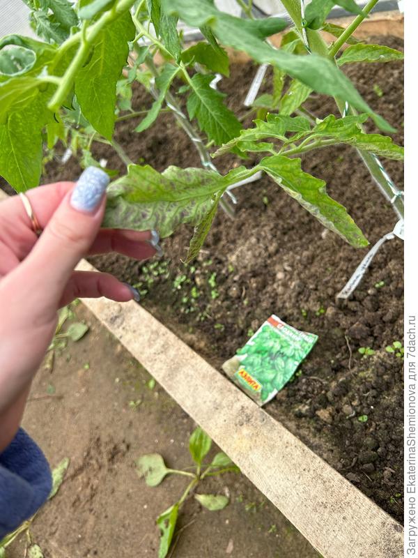 Еще один такой же томат