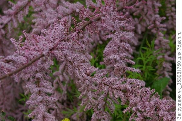 фото сделано 7 мая, Винный парк Мрии.