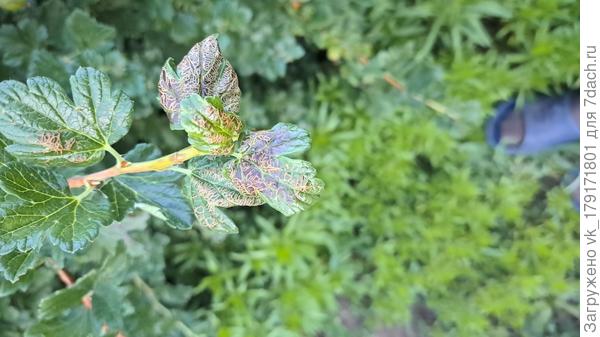 Крыжовник бесшипный