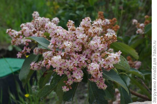 Помогите определить, что это за кустарник. Фото сделано 7 мая в Винном парке Мрии.