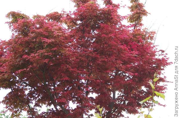 Помогите, пожалуйста, определить, что за клён. Фото сделано 7 мая, ЮБК.