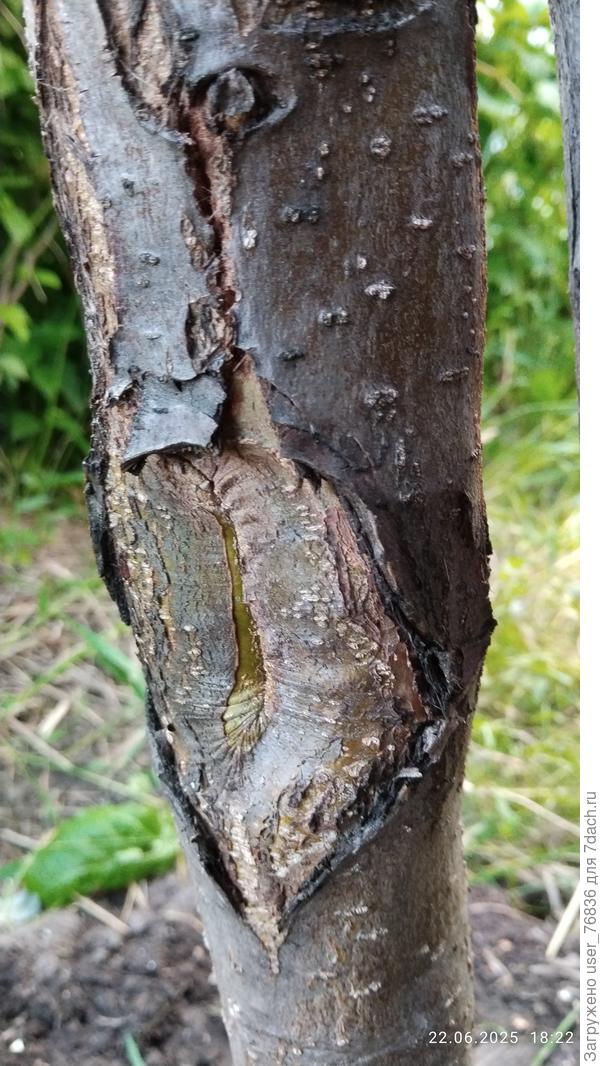 Вот такие "трещины" обнаружила на яблоне! Что это такое и как с этим бороться?🧐