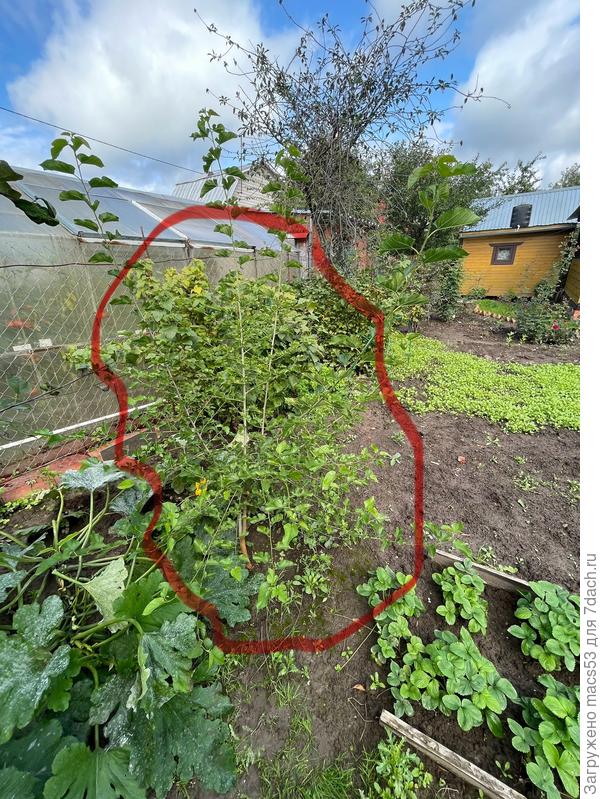 Вид сбоку плакучей шелковицы