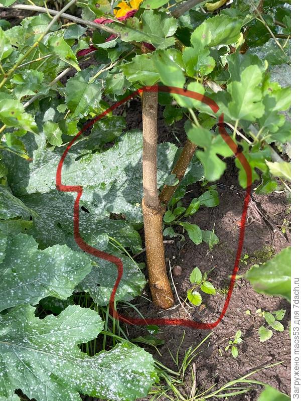 От одного ствола два крупных ответвления