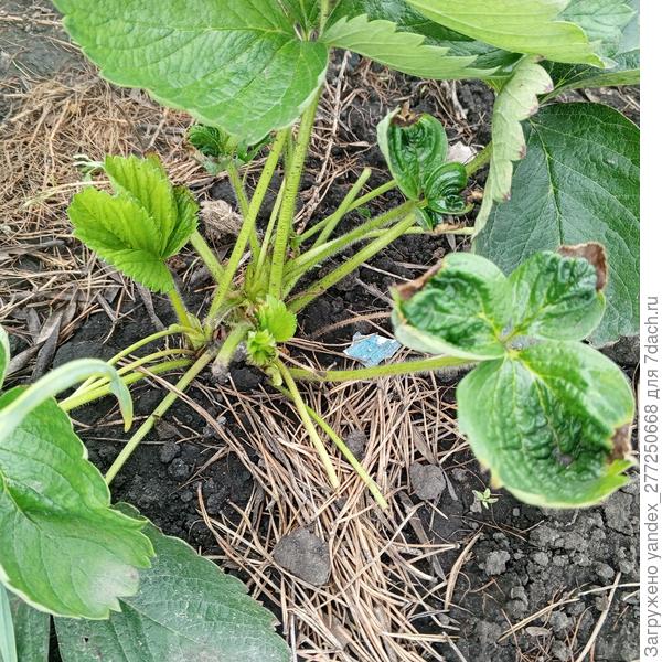 Крутит лист,чёрное сердечко