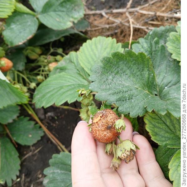 А тут как будто трипс?