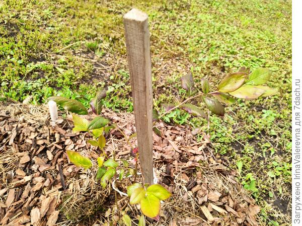 Голубика Патриот