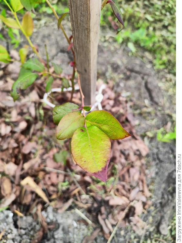 Голубика Патриот