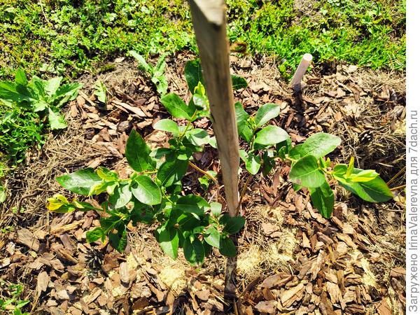 Голубика Блюкроп