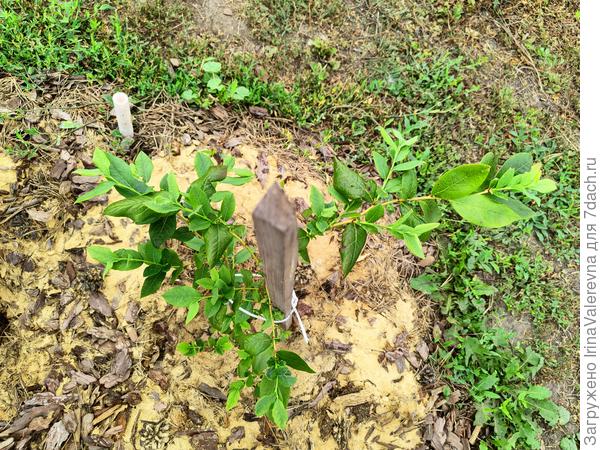 Голубика Патриот