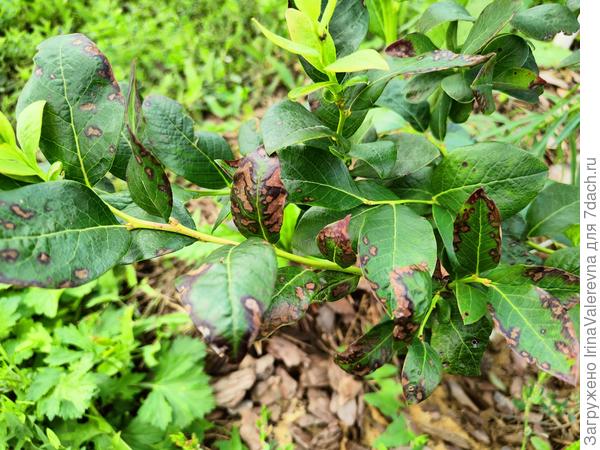 Голубика Блюкроп