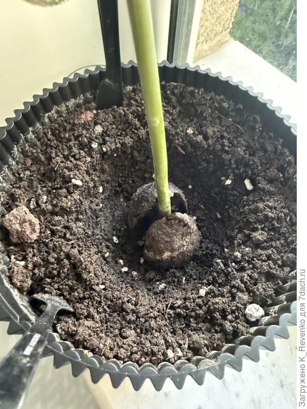 Косточка авокадо