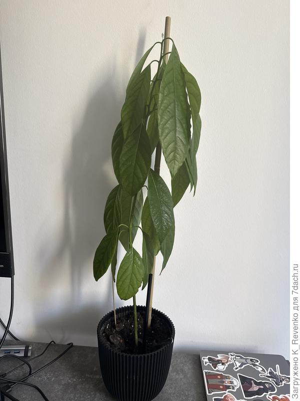 Вчера листья выли очень низко, сегодня как будто нижний ряд немного ожил.