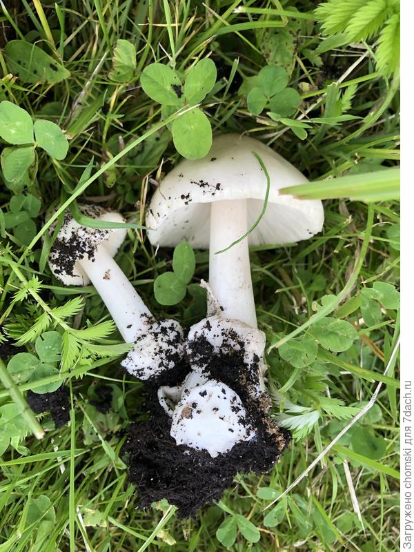 вот это выросло