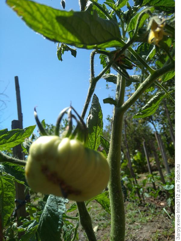 Кажется,это фитофтора,а ведь я столько обработок делала...