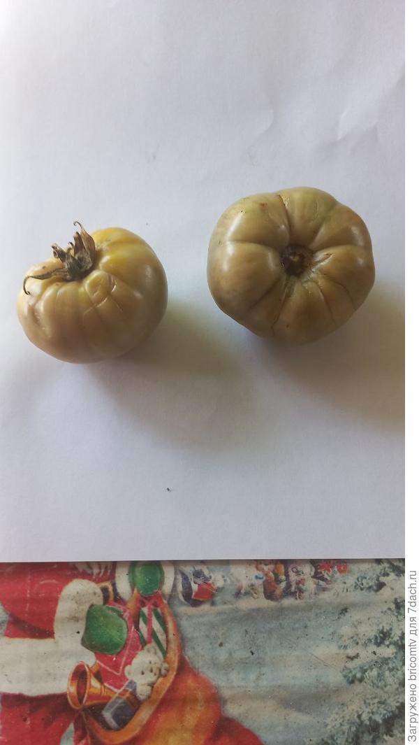 На прошлой недели были выброшены такие помидоры