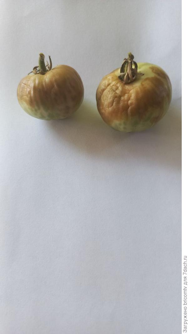 На прошлой недели были выброшены такие помидоры