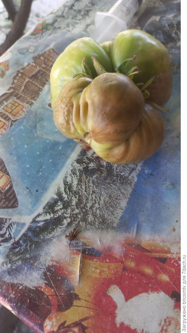 На другом кусте на помидоре такие пятна