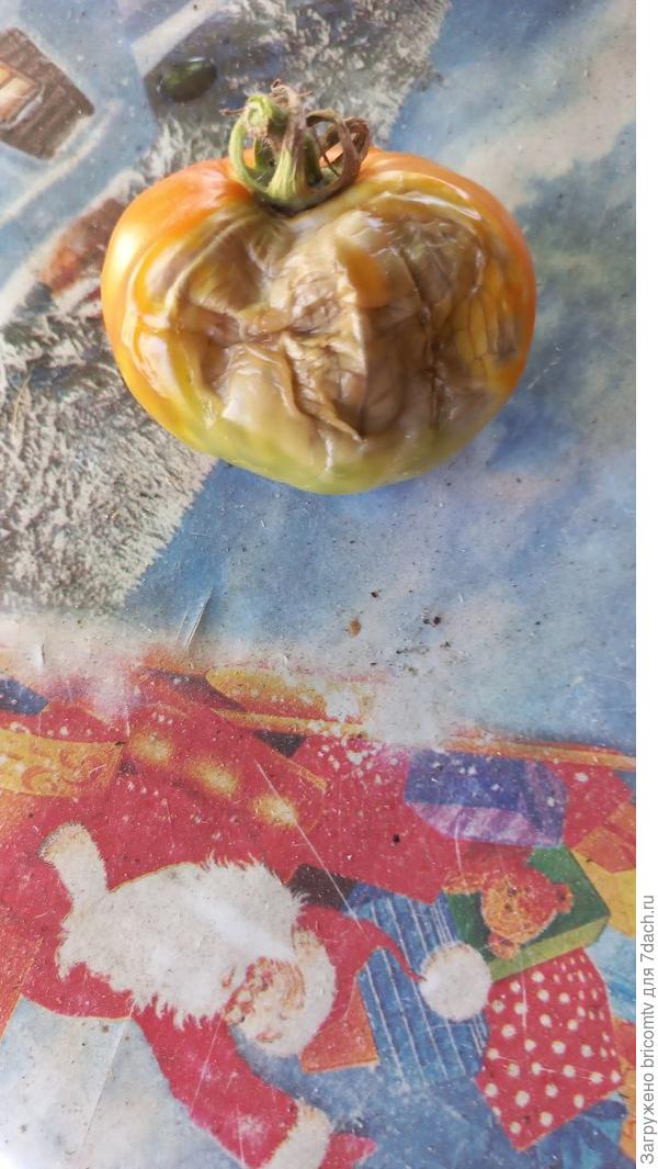 Появились вот такие пятна на помидорах