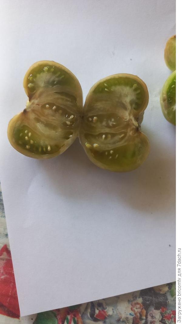 На прошлой недели были выброшены такие помидоры