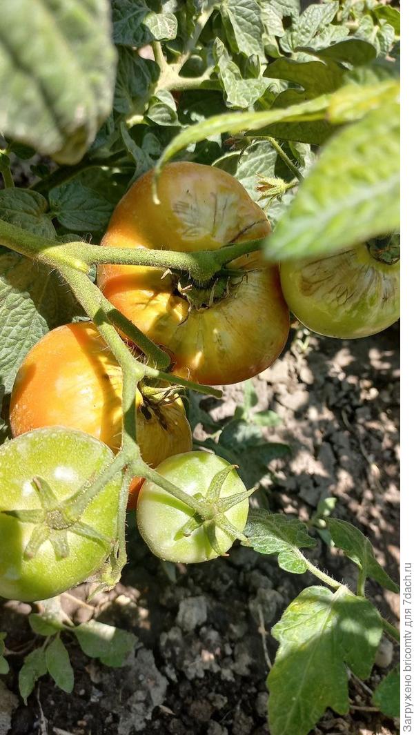 Еще такие пятна есть