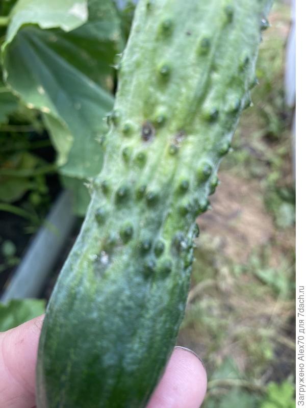 Вторая стадия