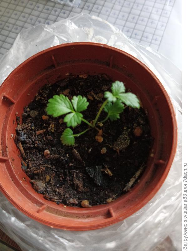 Вы правы, клубничка. Недобросовестные продавцы? Ну или не знаю откуда она взялась.