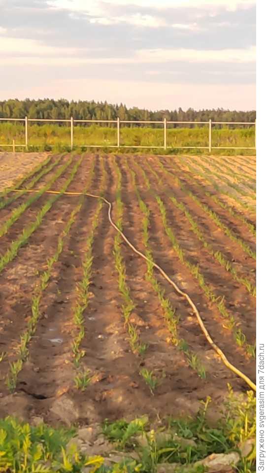 Вера в мечту.