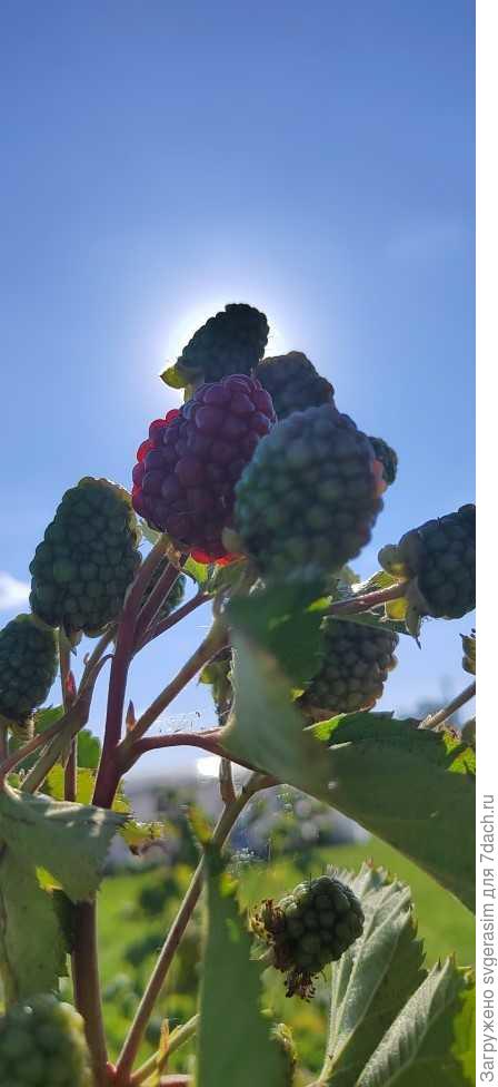 ежевика наливается солнцем