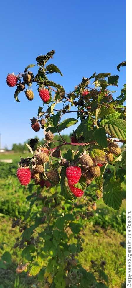 первая малина