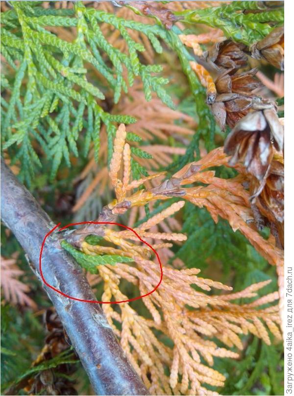крупно хвоя 2