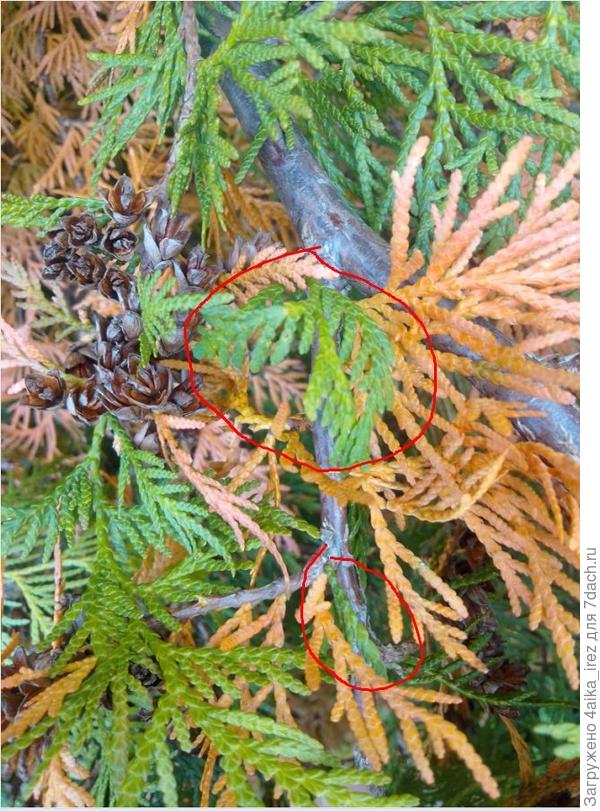 крупно хвоя