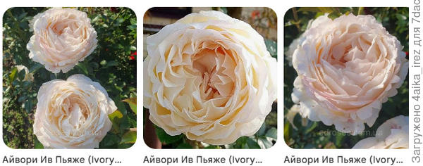 примеры из сети