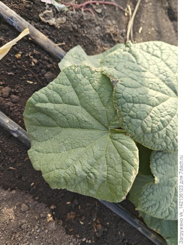 За неделю до первых фото.