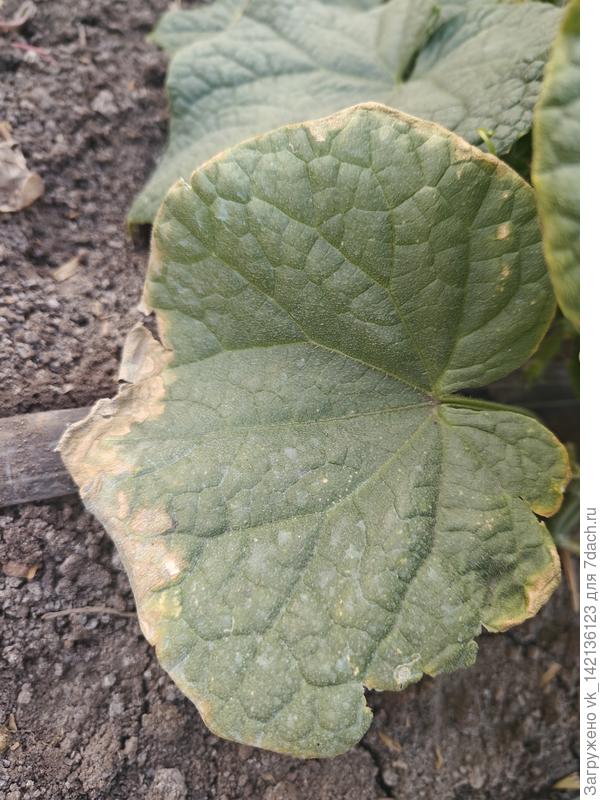 Печальный лист огурца....
