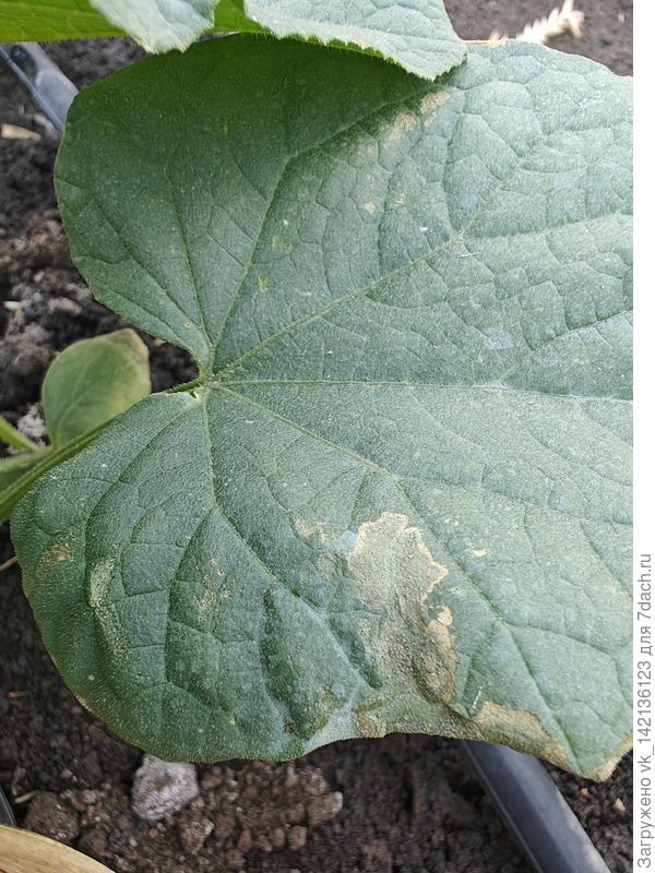 Тоже начало проблемы.