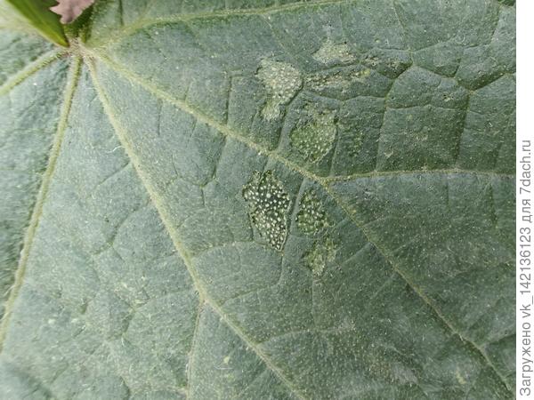 Начало этой истории