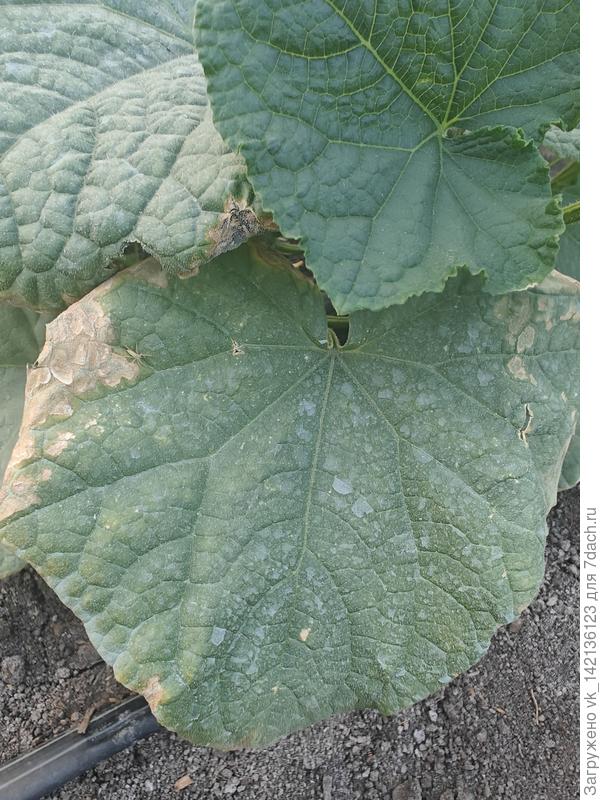 Второй бедолага