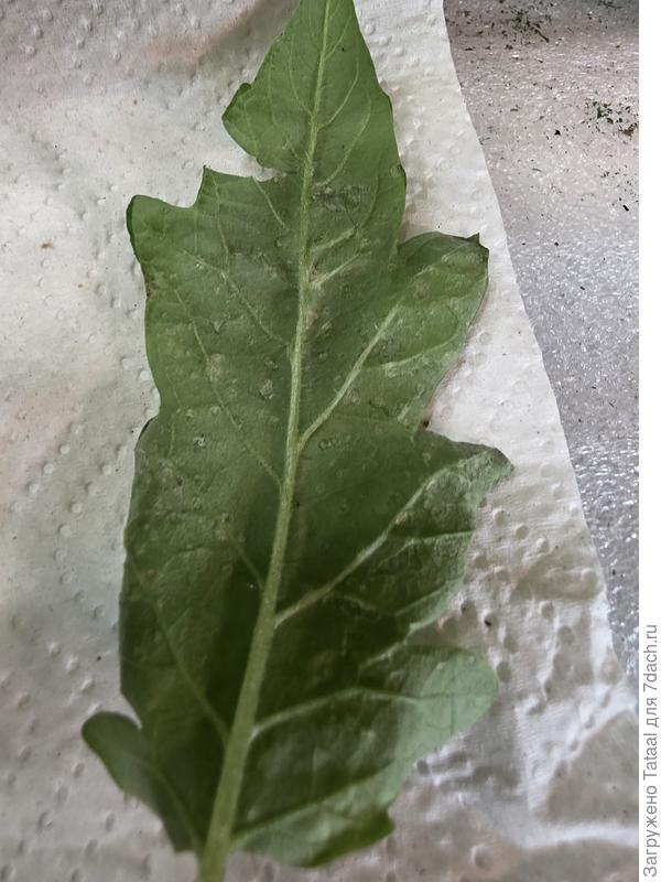 Нижняя сторона листочка томатов