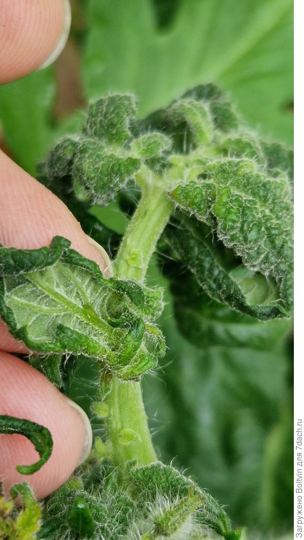 Крученый лист с нижней стороны