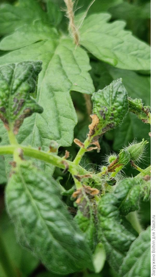 Повреждение макушки, когда закручивает листья