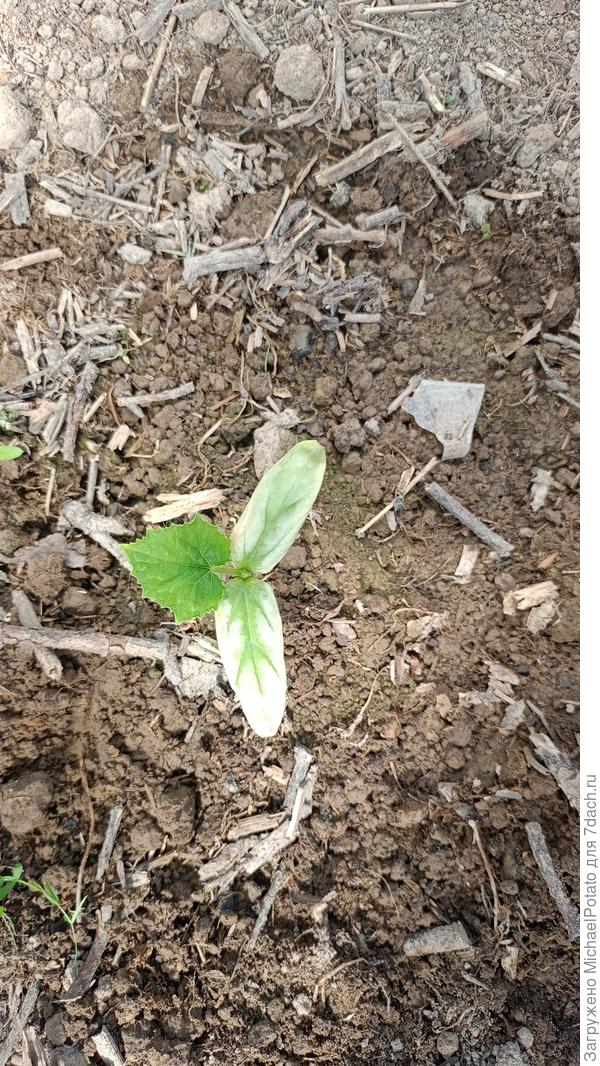 Проблема растения