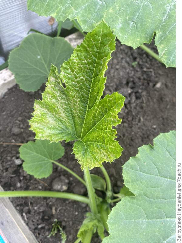 Лист кабачка