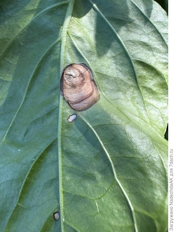 оборотная сторона перца