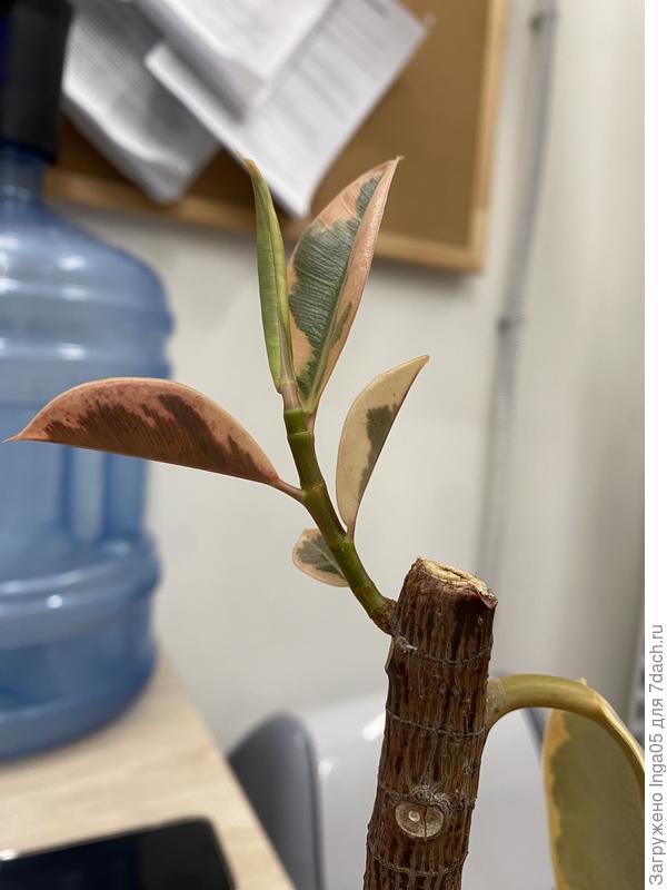 Хочу его укоренить