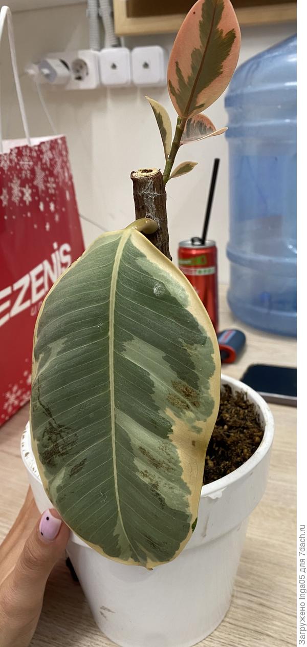 Не понимаю хороший ли это листик