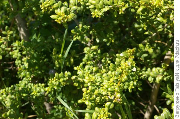 Добрый день! Что это за кустарник? ЮБК.