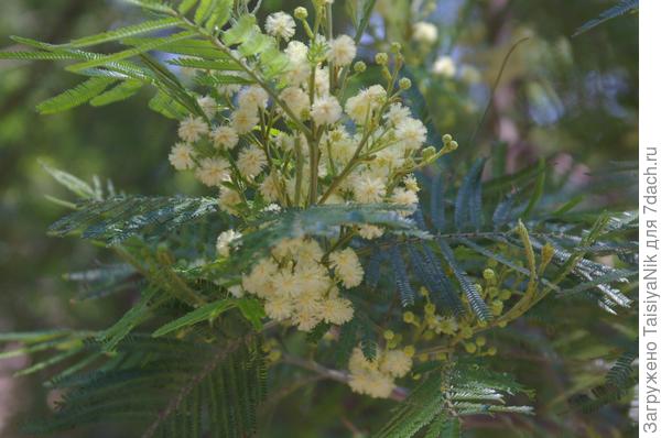 Что это за акация? ЮБК. Фото сделано 28 мая